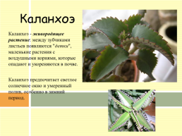 Разновидности комнатных растений, слайд 7