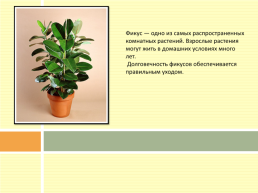 Разновидности комнатных растений, слайд 9
