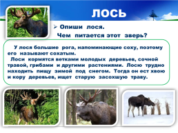 Готовимся к всероссийской проверочной работе окружающий мир 4 класс мой регион - Свердловская область., слайд 17