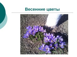 Весенние цветы, слайд 1
