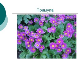 Весенние цветы, слайд 13