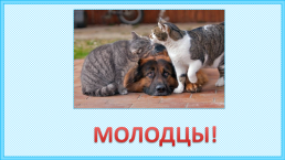 К уроку окружающего мира, 1 класс умк «школа россии». «Почему мы любим кошек и собак?», слайд 16