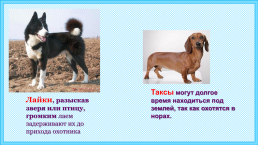 К уроку окружающего мира, 1 класс умк «школа россии». «Почему мы любим кошек и собак?», слайд 6