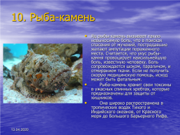 Биология ядовитые животные, слайд 13