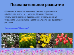 Тема недели «весенние цветы» 13.04 -17.04 Вторая младшая группа росток, слайд 2