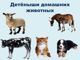 Домашние и дикие животные, слайд 24