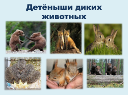Домашние и дикие животные, слайд 25