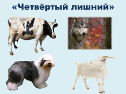 Домашние и дикие животные, слайд 26