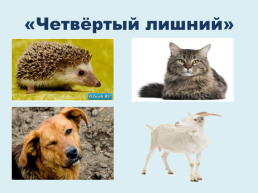 Домашние и дикие животные, слайд 29