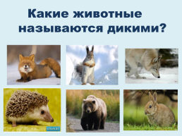 Домашние и дикие животные, слайд 36