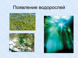 Происхождение растений, слайд 10