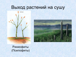 Происхождение растений, слайд 13