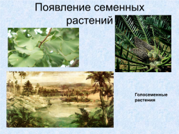 Происхождение растений, слайд 19