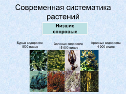 Происхождение растений, слайд 28