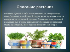 Комнатные растения в интерьере кухни, слайд 3