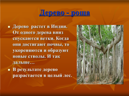 Удивительные деревья, слайд 11