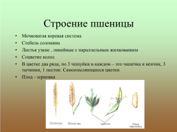 Зерновые хлебные злаки – пшеница, рожь, ячмень. Биология, 7 класс, слайд 2
