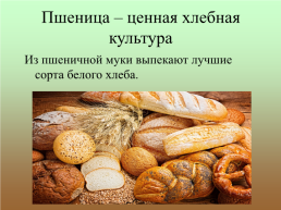 Зерновые хлебные злаки – пшеница, рожь, ячмень. Биология, 7 класс, слайд 4