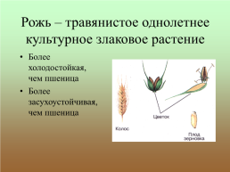 Зерновые хлебные злаки – пшеница, рожь, ячмень. Биология, 7 класс, слайд 5