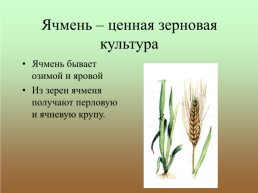 Зерновые хлебные злаки – пшеница, рожь, ячмень. Биология, 7 класс, слайд 8