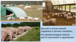 Содержание свиней на свиноводческих фермах., слайд 10