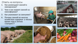 Содержание свиней на свиноводческих фермах., слайд 11