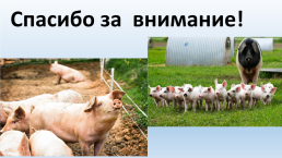Содержание свиней на свиноводческих фермах., слайд 12