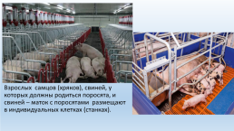 Содержание свиней на свиноводческих фермах., слайд 3