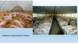 Содержание свиней на свиноводческих фермах., слайд 4