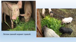 Содержание свиней на свиноводческих фермах., слайд 7