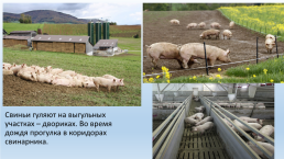 Содержание свиней на свиноводческих фермах., слайд 8