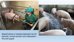 Содержание свиней на свиноводческих фермах., слайд 9