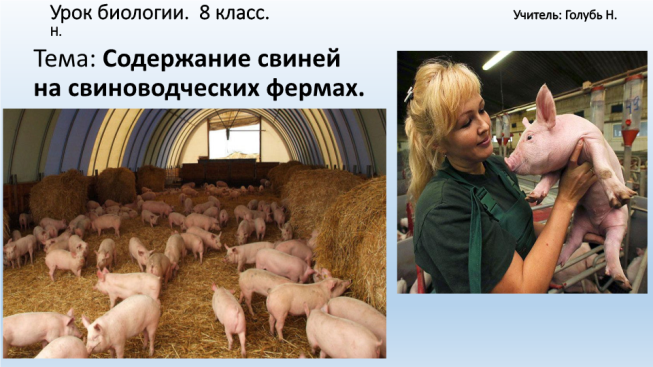 Содержание свиней на свиноводческих фермах.