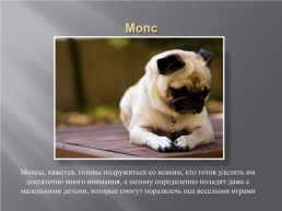 Самые популярные породы собак, слайд 13