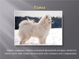 Самые популярные породы собак, слайд 17