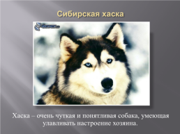 Самые популярные породы собак, слайд 18