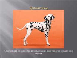 Самые популярные породы собак, слайд 19