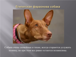 Самые популярные породы собак, слайд 21