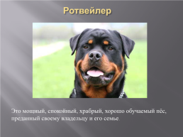 Самые популярные породы собак, слайд 4