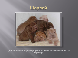 Самые популярные породы собак, слайд 6