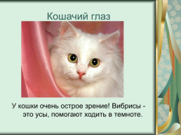 Номинация: «о кошках всерьёз», слайд 11
