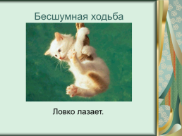 Номинация: «о кошках всерьёз», слайд 12
