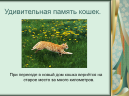 Номинация: «о кошках всерьёз», слайд 13