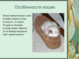 Номинация: «о кошках всерьёз», слайд 15