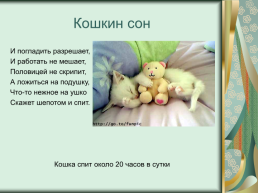 Номинация: «о кошках всерьёз», слайд 16
