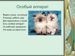 Номинация: «о кошках всерьёз», слайд 17