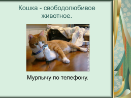Номинация: «о кошках всерьёз», слайд 23