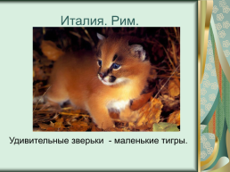 Номинация: «о кошках всерьёз», слайд 6