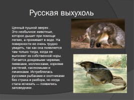 Редкие животные Тамбовской области, слайд 3