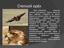 Редкие животные Тамбовской области, слайд 4